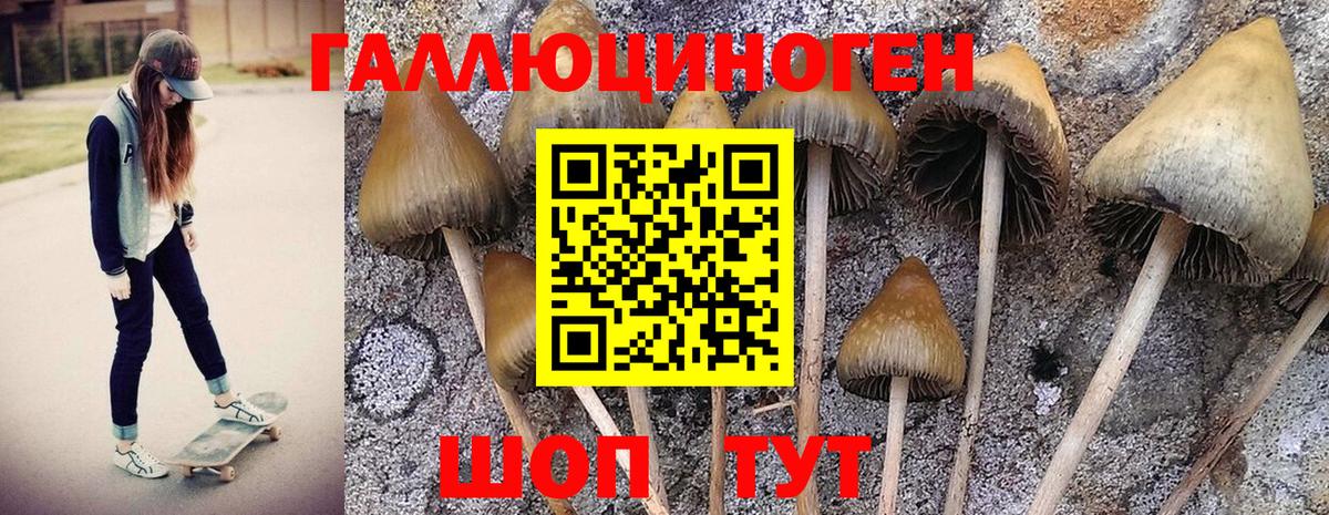 Галлюциногенные грибы Psilocybe  Вход с VPN  Великий Новгород 